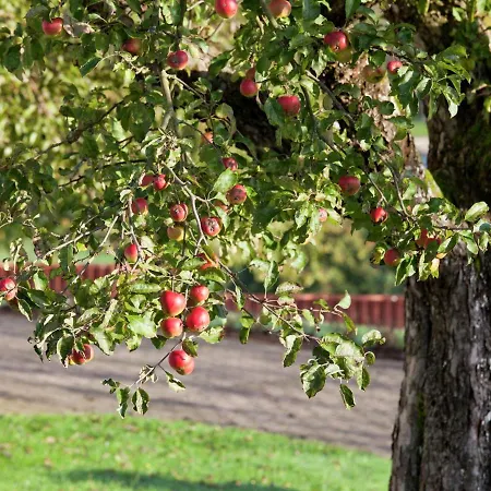 Near A Vakantiehuis *